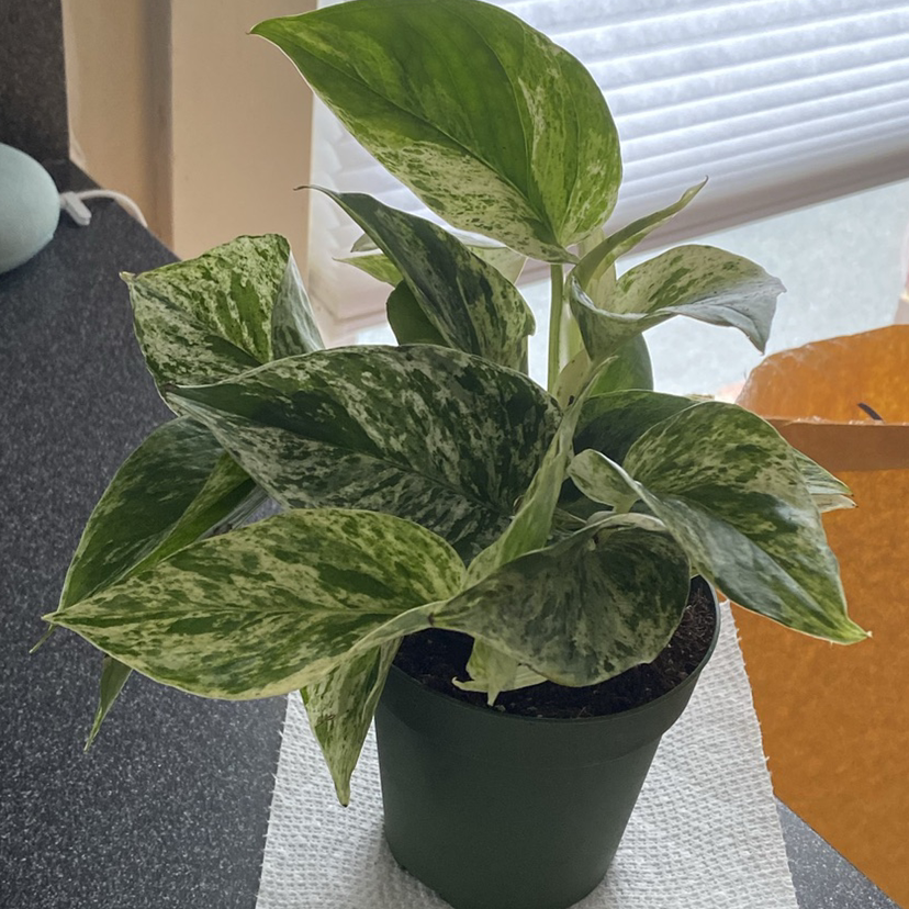 Photo of the plant species Snow Queen Pothos by @imken named Gates on Greg, the plant care app