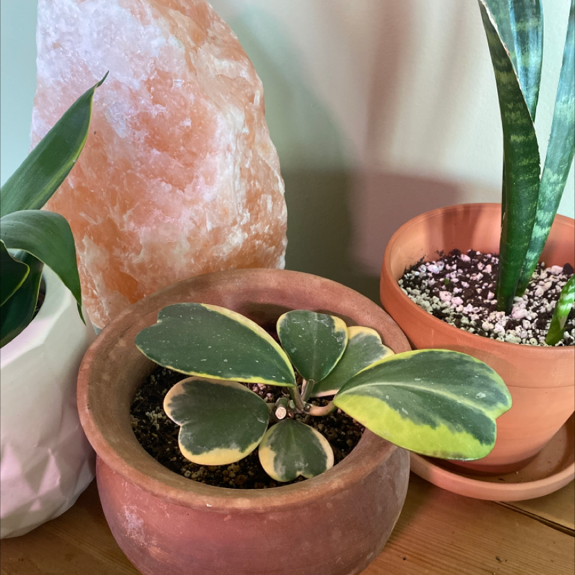 Variegated Heart Leaf Hoya in a terracotta pot with healthy variegated leaves.