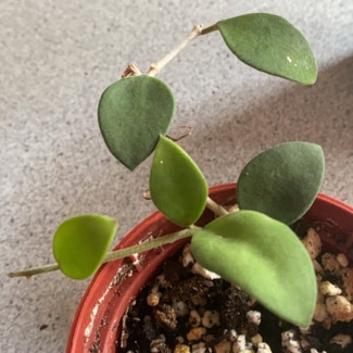 Hoya nummularioides plant in Medicine Hat, Alberta