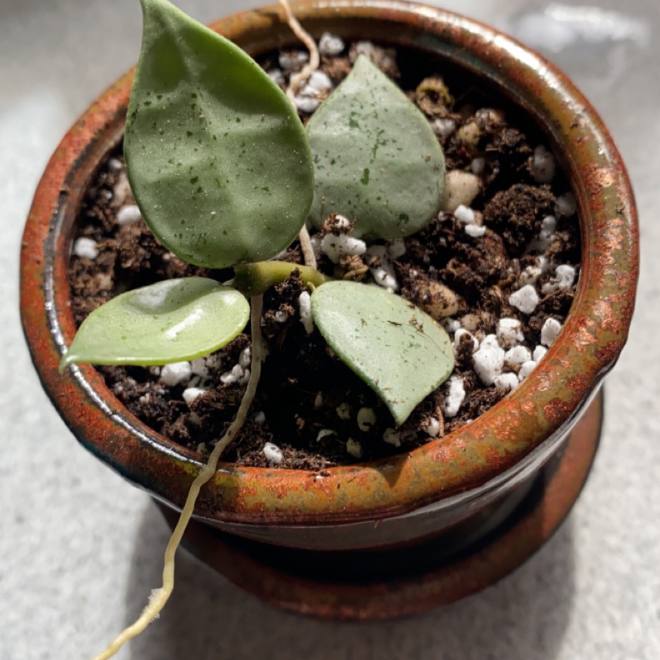 Potted Hoya lacunosa plant with three green leaves and visible soil.