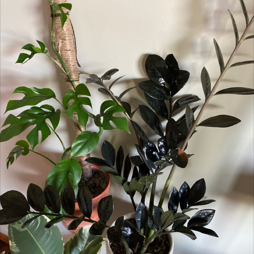 Raven ZZ Plant plant photo by @Billbobaggins named ZZ Raven on Greg, the plant care app.