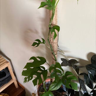 Mini Monstera plant in Medicine Hat, Alberta