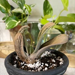 Little Warty plant