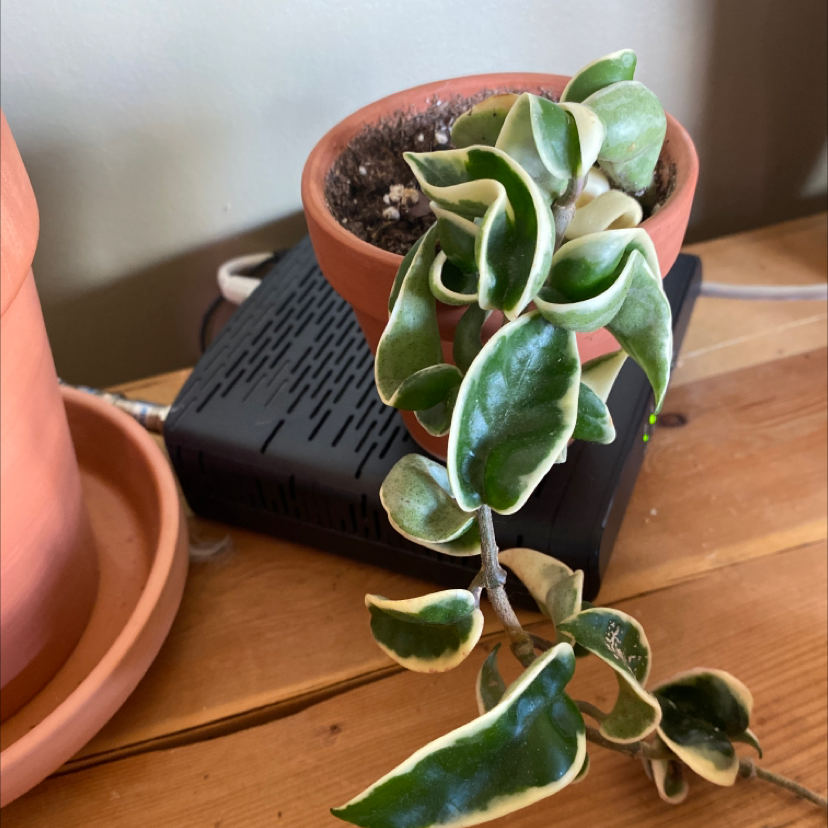 Variegated Hoya carnosa 'Compacta' in a terracotta pot with green and white leaves.