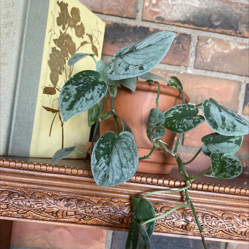 Satin Pothos plant photo by @Billbobaggins named Scindapsis silvery anne on Greg, the plant care app.