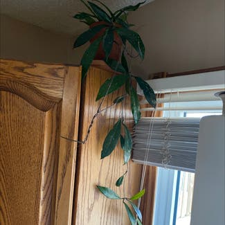 Hoya Pubicalyx plant in Medicine Hat, Alberta