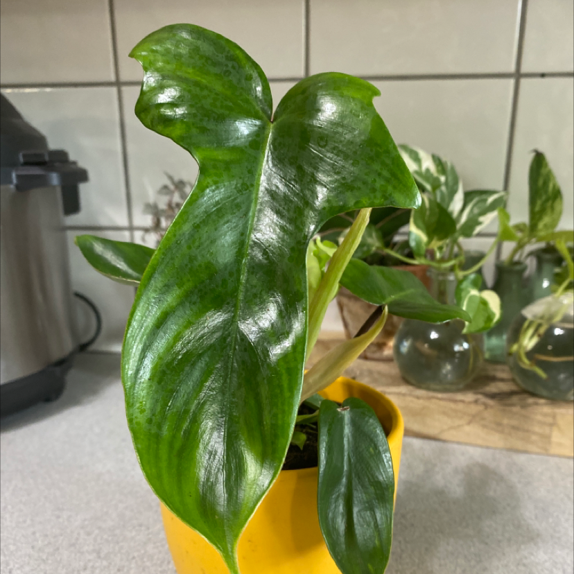 Philodendron 'Florida' plant in a yellow pot with vibrant green leaves, set in a kitchen environment.