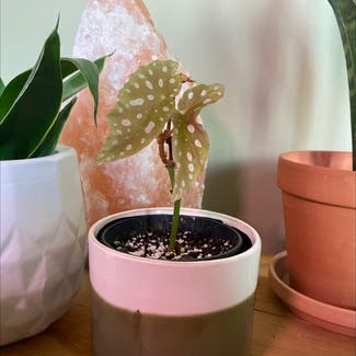 Polka Dot Begonia plant in Medicine Hat, Alberta