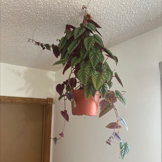 Rex Begonia Vine plant in Medicine Hat, Alberta