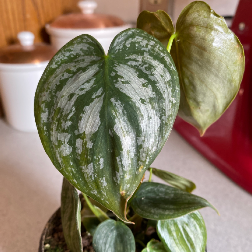 Silver Leaf Philodendron with visible soil and some leaf discoloration.