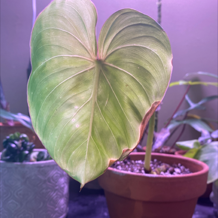 Philodendron gloriosum with a heart-shaped leaf showing browning edges in a pot.