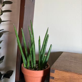 Cylindrical Snake Plant plant in Medicine Hat, Alberta