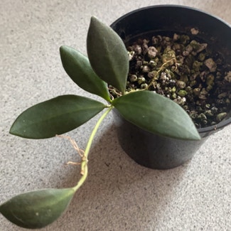 Hoya 'Burtoniae' plant in Medicine Hat, Alberta