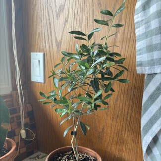 Olive Tree plant in Medicine Hat, Alberta