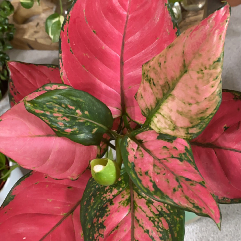 Aglaonema 'Favonian' plant with vibrant pink and green leaves.