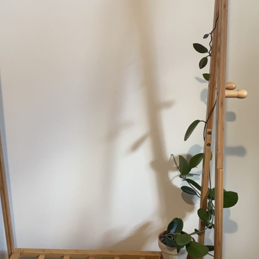 Waxvine plant in a pot supported by a wooden structure, appears healthy.