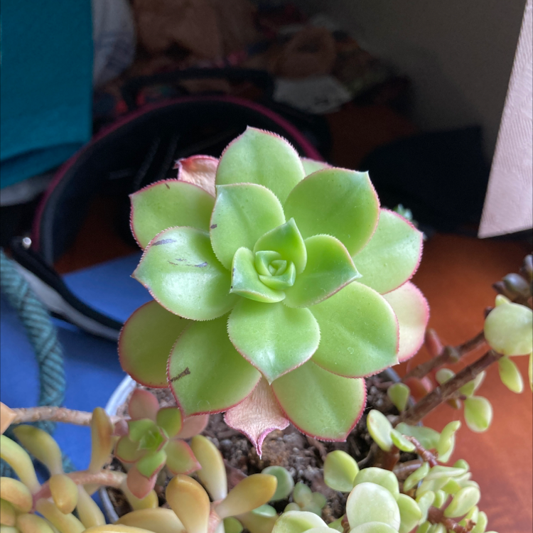 Haworth's Aeonium succulent with green rosettes and some browning edges, potted with visible soil.
