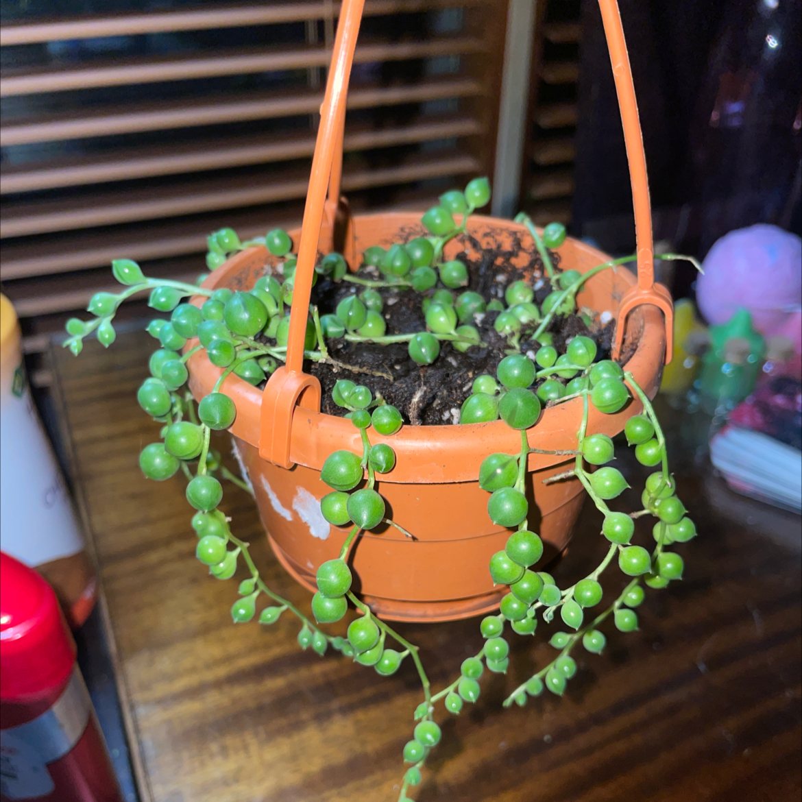 String of Pearls plant photo by @Bferreirastark named Pearl on Greg, the plant care app.