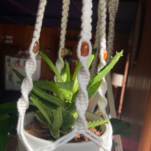 Short-Leaved Aloe plant photo by @Bferreirastark named Aria on Greg, the plant care app.