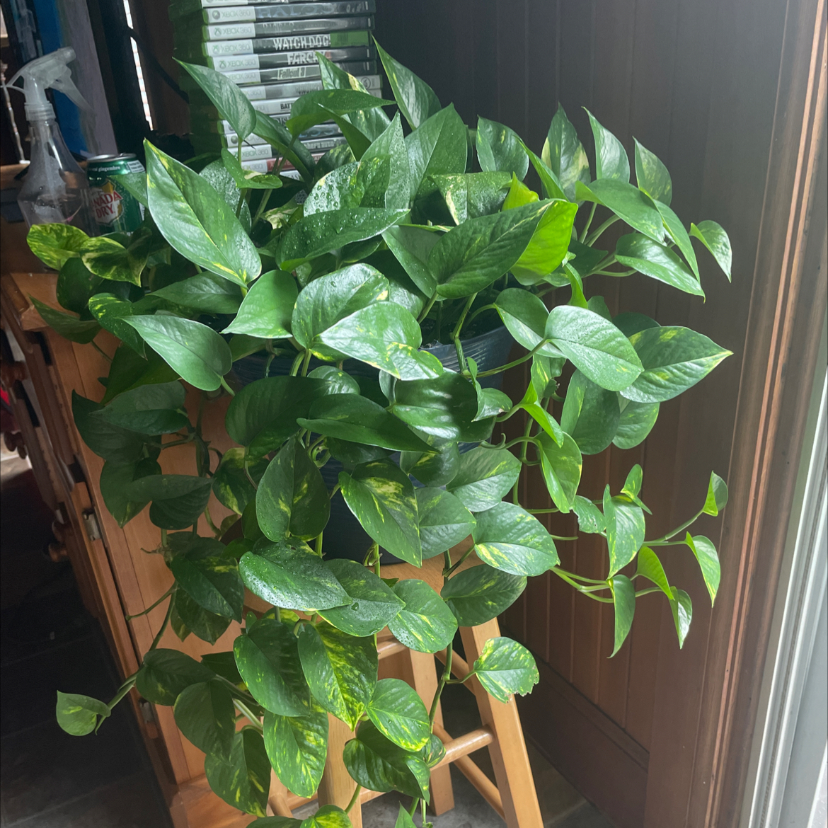 Taro Vine plant photo by @Bferreirastark named Keanu Leaves on Greg, the plant care app.