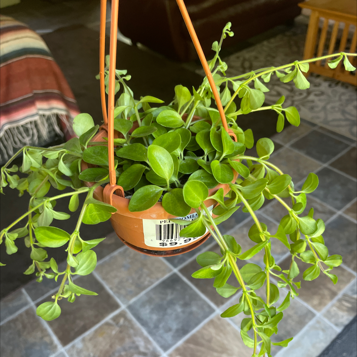 Photo of the plant species Beetle Peperomia by @Bferreirastark named Mark on Greg, the plant care app