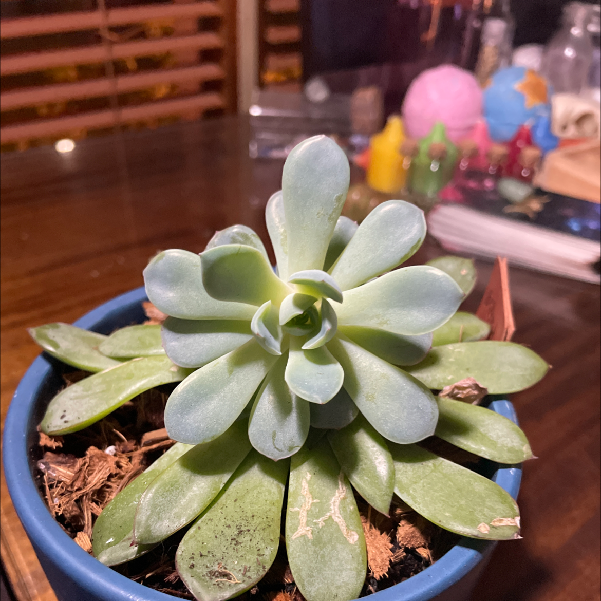 Echeveria 'Fleur Blanc' plant photo by @Bferreirastark named Prince on Greg, the plant care app.