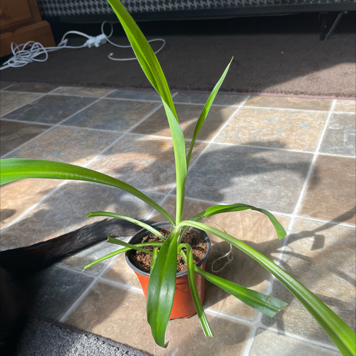Spider Plant plant photo by @Bferreirastark named Fernie Saunders on Greg, the plant care app.