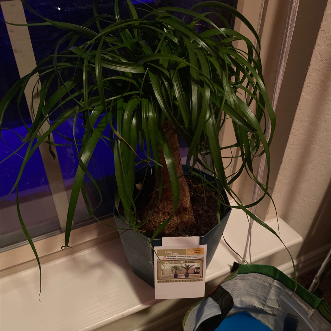 Large, healthy ponytail palm with long curly green leaves in front of window at night, no signs of disease or issues.
