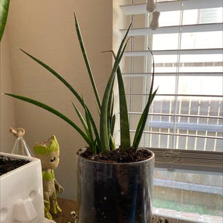 Cylindrical Snake Plant plant in San Antonio, Texas