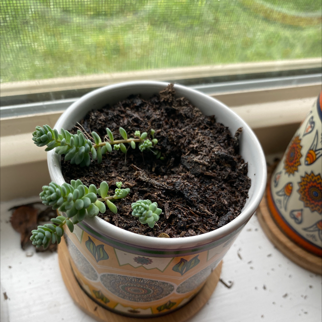 Potted Corsican Stonecrop with healthy succulent leaves in a decorative pot.
