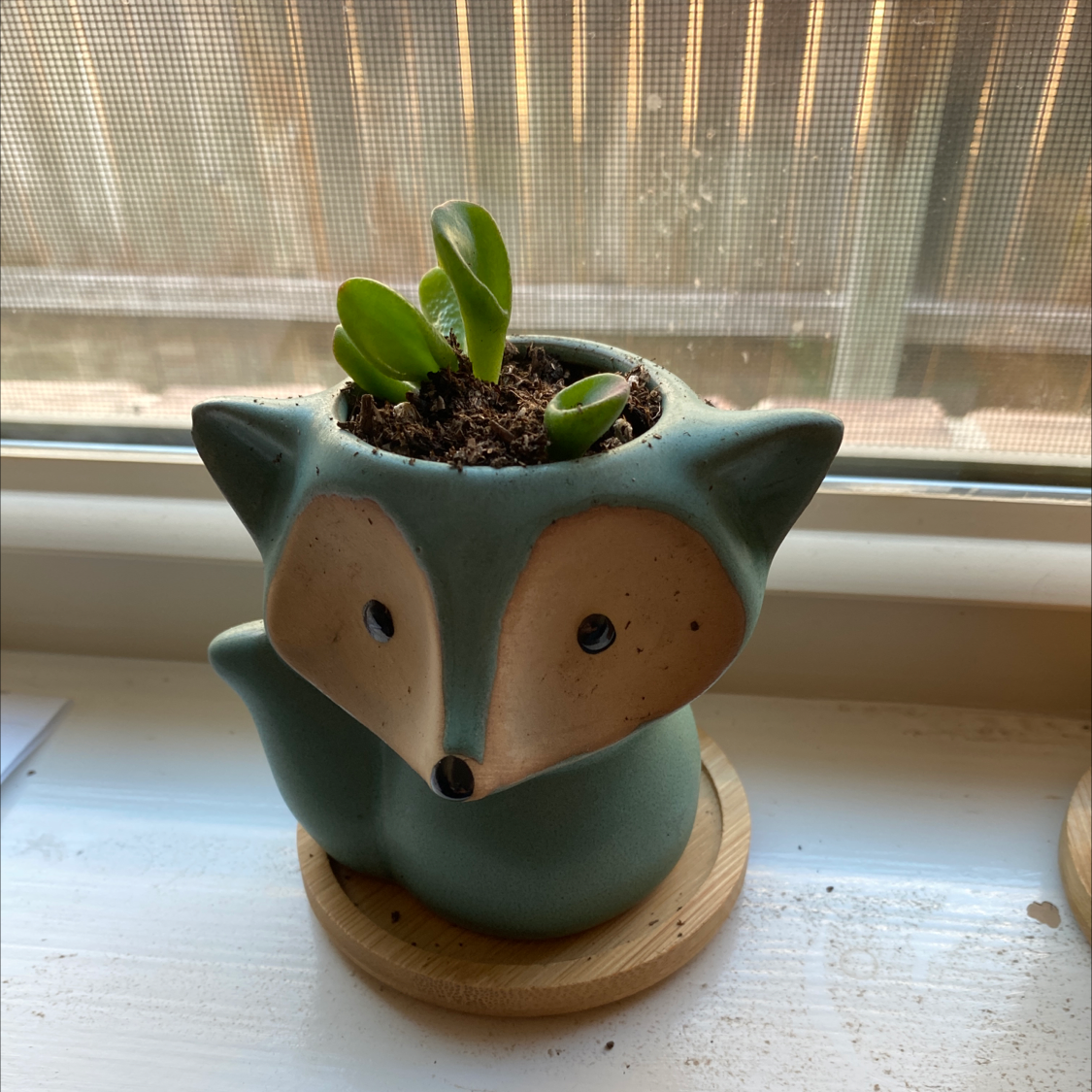 Gollum Jade plant in a decorative fox-shaped pot on a windowsill.