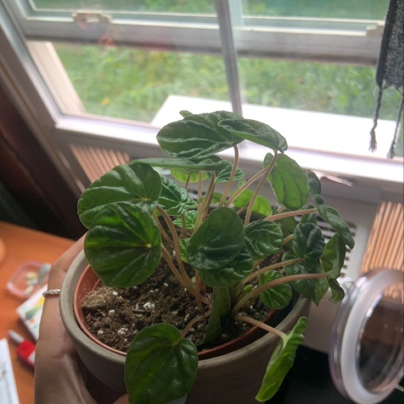 Photo of the plant species Red Living Stone by Sydney named stella on Greg, the plant care app