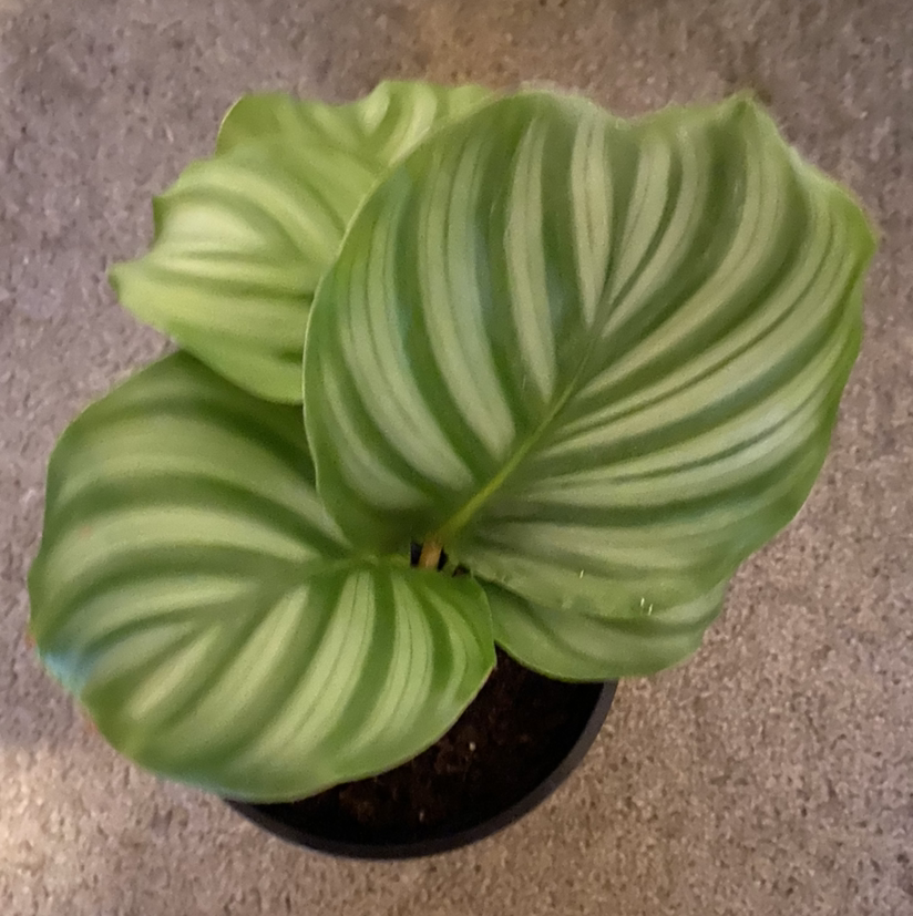 Photo of the plant species Calathea Orbifolia by @lexilancasterferns named Felix on Greg, the plant care app