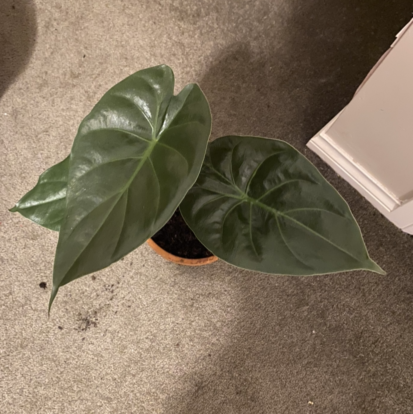 Photo of the plant species Hardy Elephant Ears by @lexilancasterferns named Mondo on Greg, the plant care app