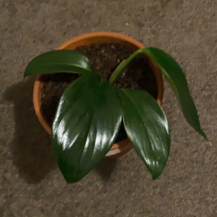 Photo of the plant species Dragon Tail Plant by @lexilancasterferns named Daniel on Greg, the plant care app