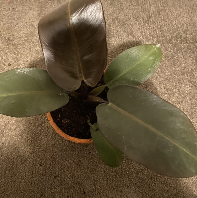 Philodendron 'Black Cardinal' plant in a small pot with healthy leaves.