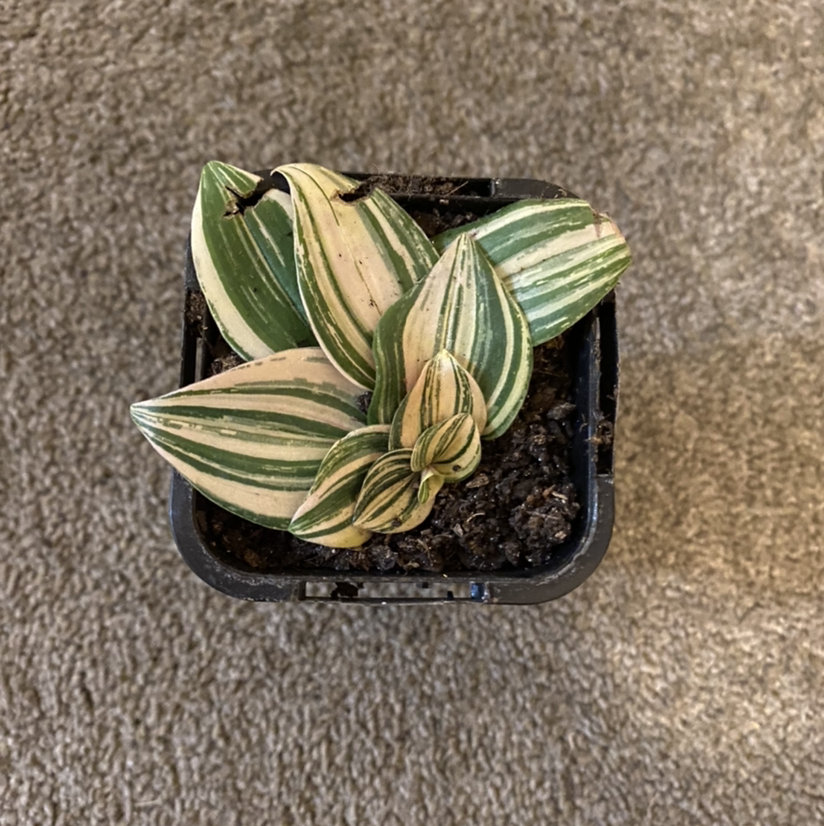 Photo of the plant species Tradescantia 'Yellow Zebra' by @lexilancasterferns named Malfix on Greg, the plant care app