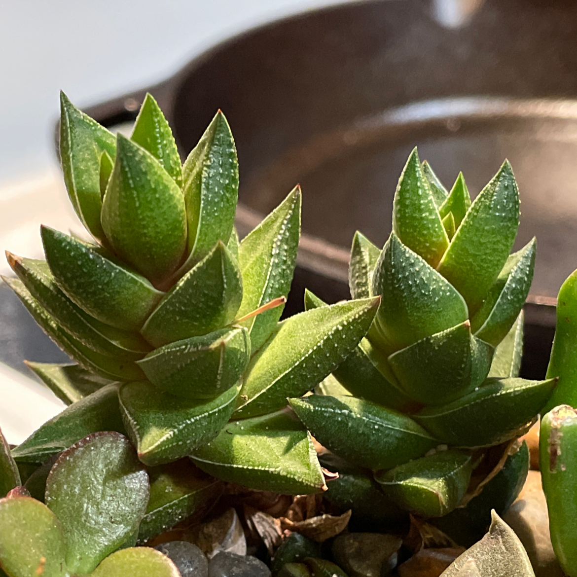 Haworthia resendeana plant photo by @GnomeDiggity named Howie on Greg, the plant care app.