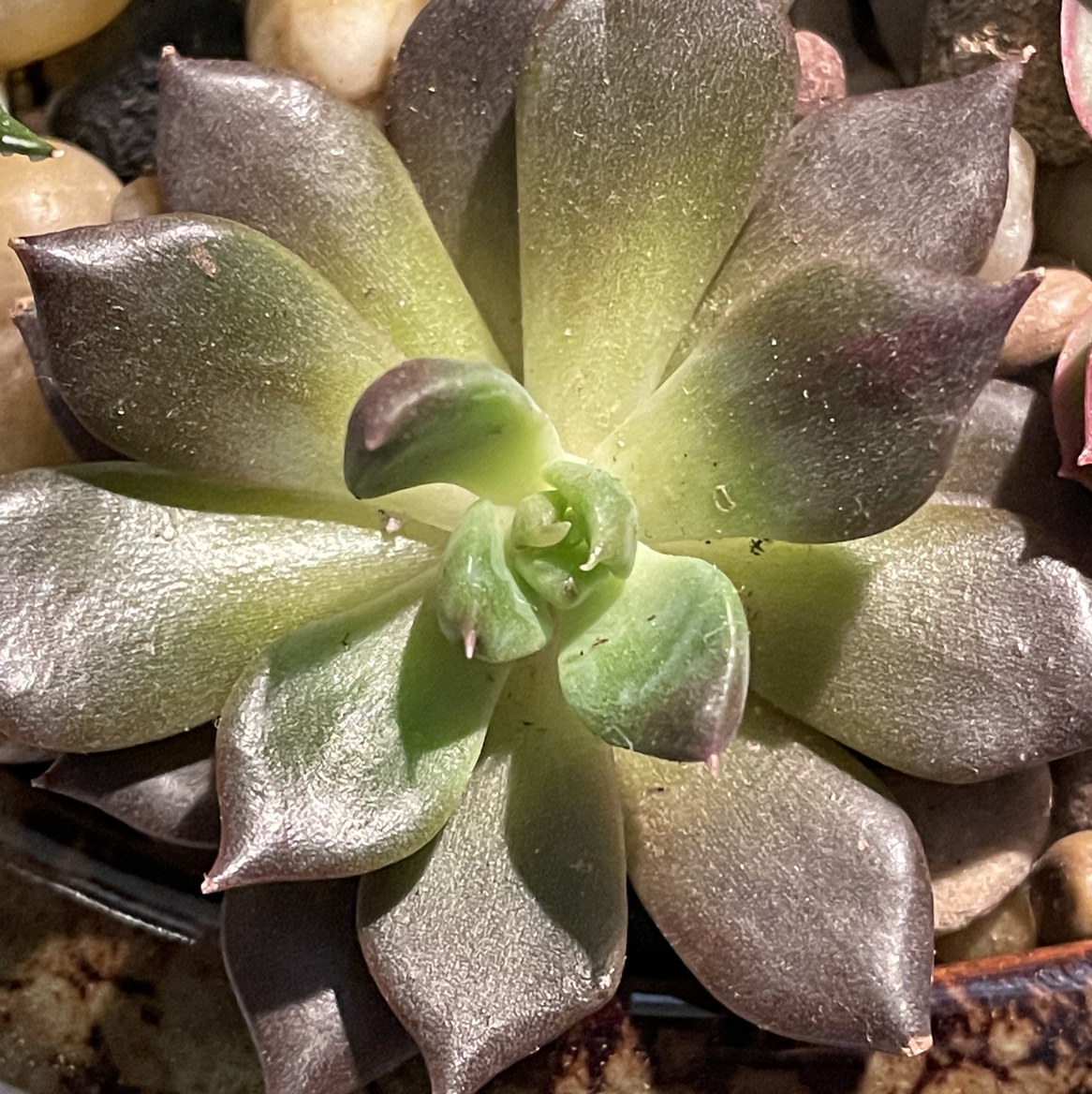 Close-up of a healthy Echeveria 'Black Prince' succulent with dark leaves and a green center.