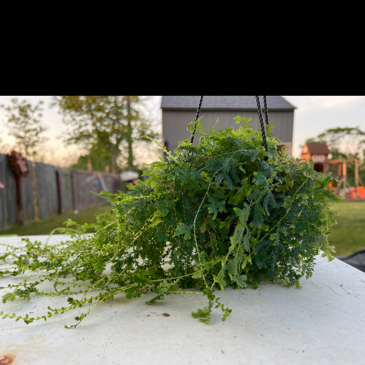 Hanging plant with lush green foliage, likely Rainbow moss or Peacock fern.