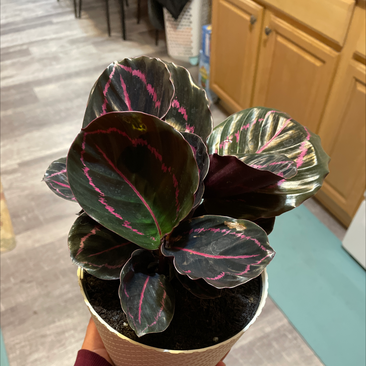Calathea 'Medallion' plant with vibrant, patterned leaves in a pot. Soil is visible.