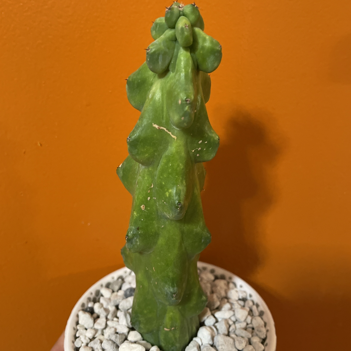 Photo of the plant species Boobie Cactus by @GnomeDiggity named Boobie Cactus on Greg, the plant care app