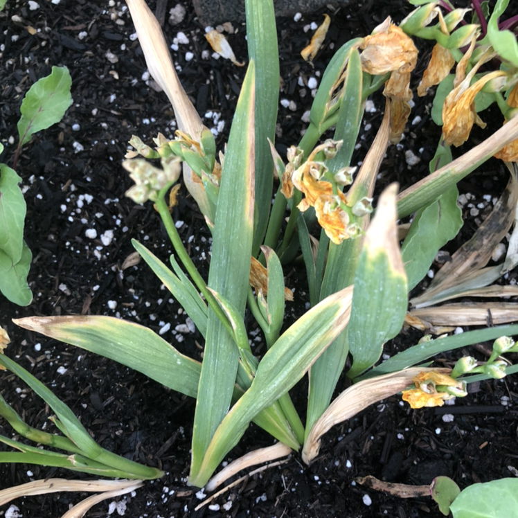 Photo of the plant species pale yellow-eyed-grass by Christina named Halp on Greg, the plant care app