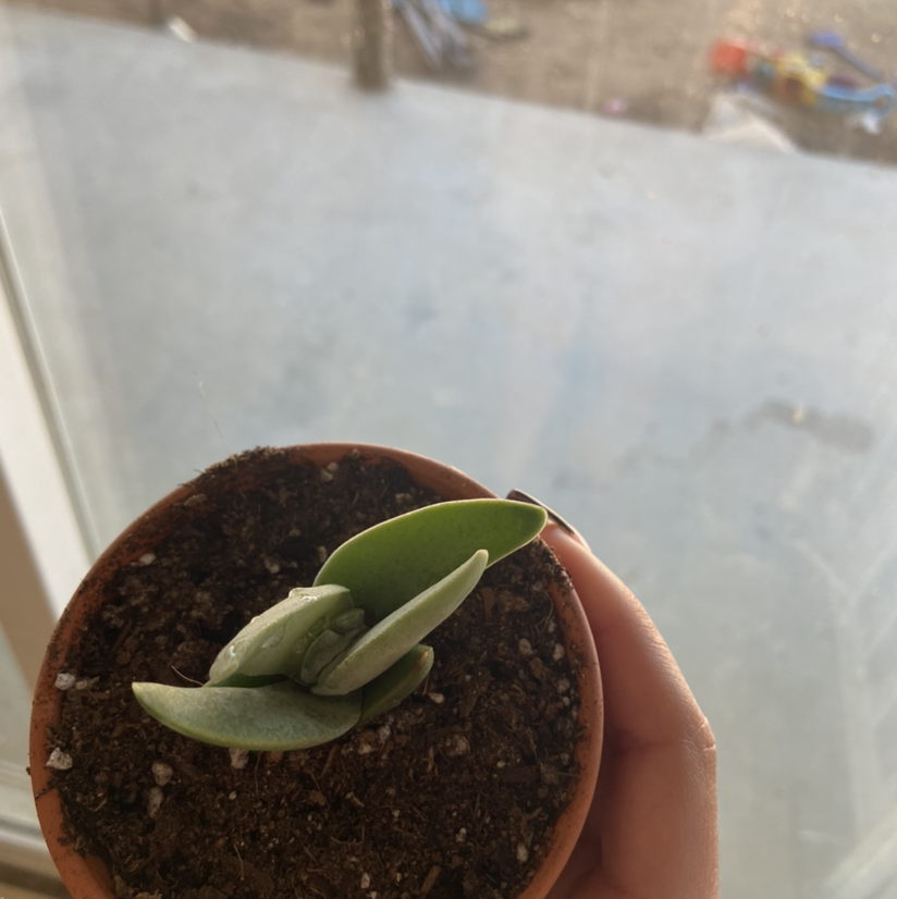 Small potted plant with green leaves, held by a hand, soil visible.