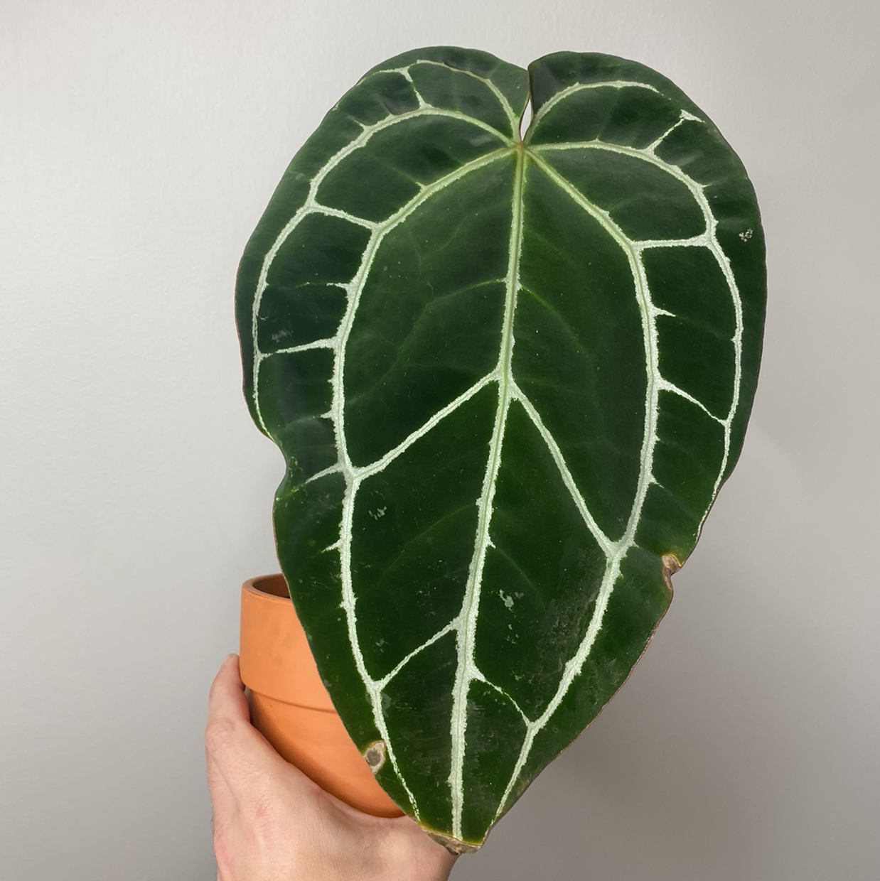Crystal Anthurium plant with a healthy green leaf and white veins, held in a terracotta pot.