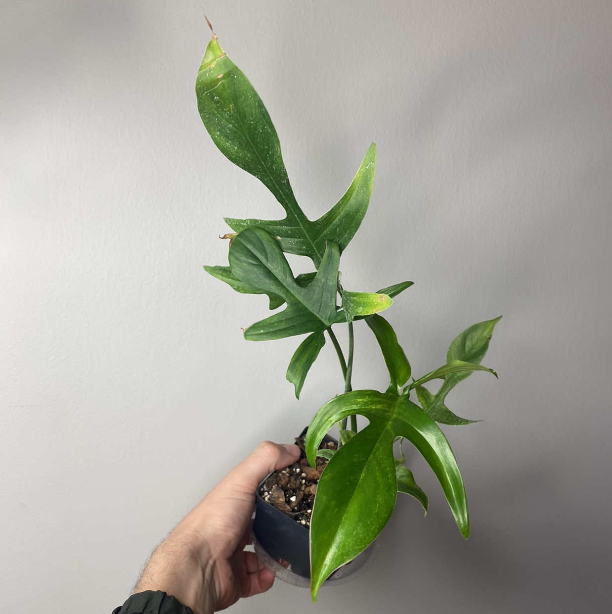Philodendron Pedatum plant held by a hand, with visible soil and healthy green leaves.
