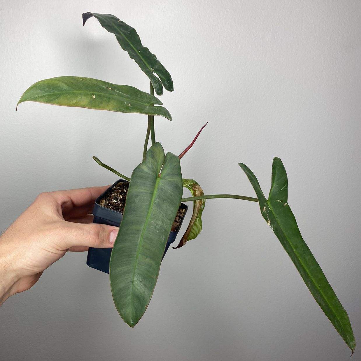 Philodendron atabapoense plant with elongated green leaves in a small pot, held by a hand.