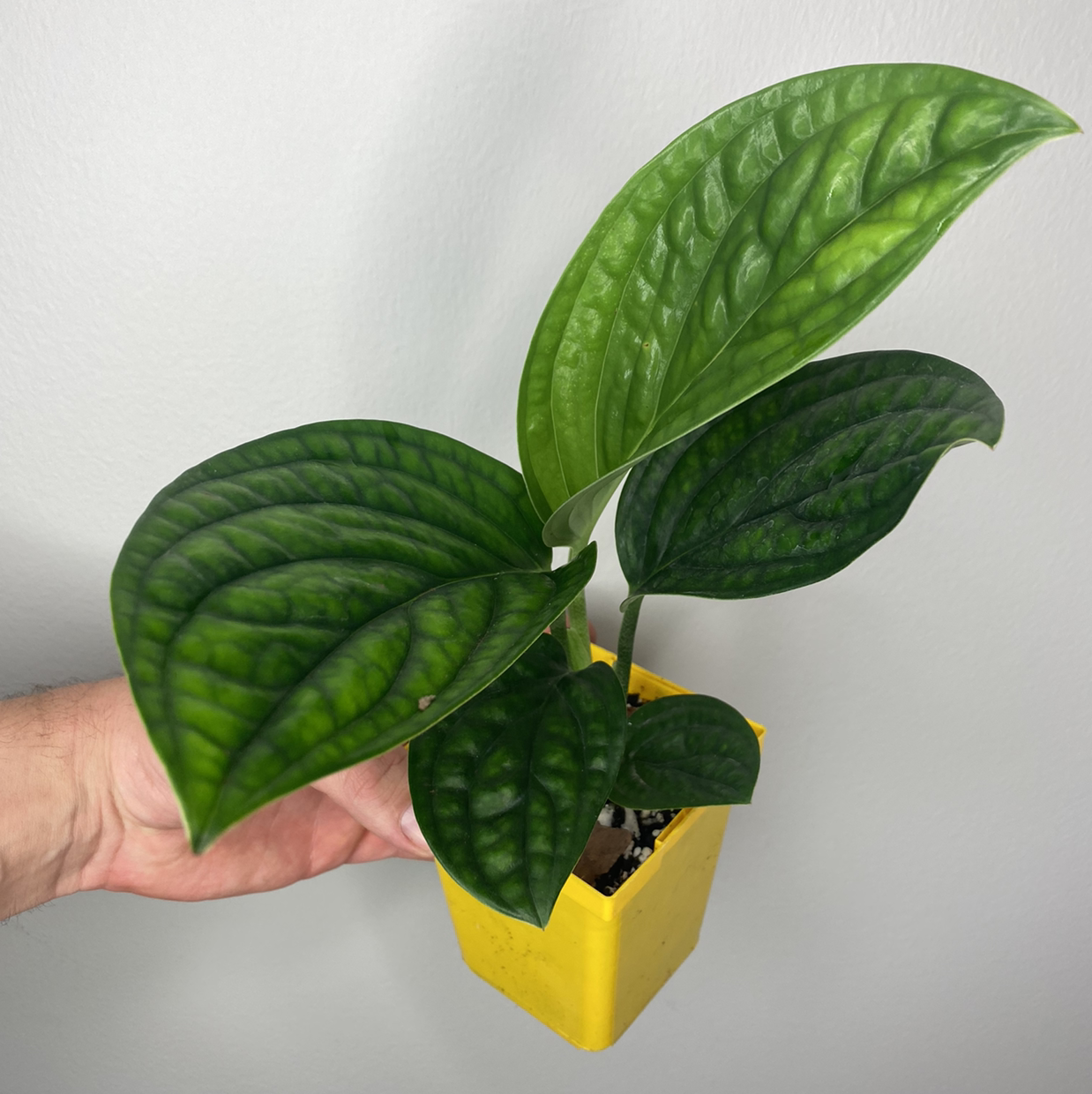 Monstera pinnatipartita plant with healthy green leaves in a yellow pot, held by a hand.
