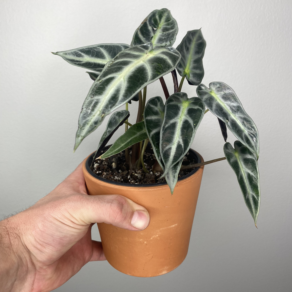 A healthy Alocasia 'Bambino' plant in a terracotta pot, held by a hand.