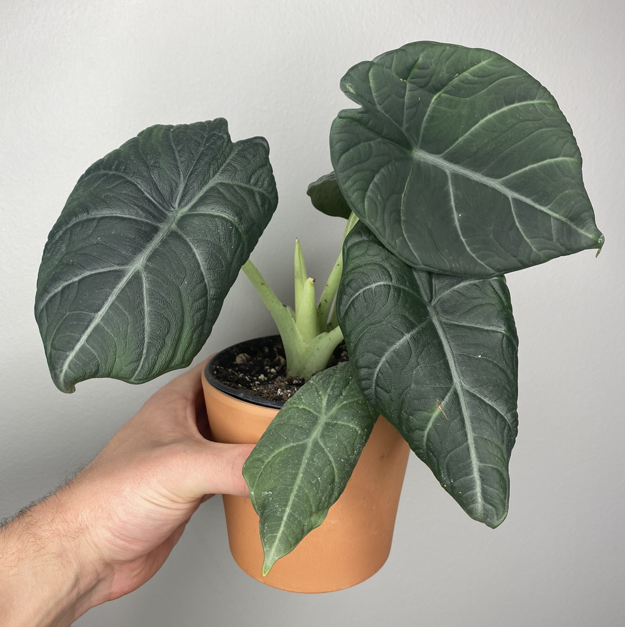 Potted Alocasia 'Maharani' plant with large, dark green leaves held by a hand.